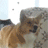 :dog_yes: