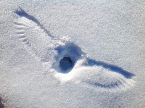 Outline of owl with wings extended imprinted on the snow