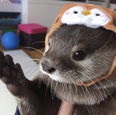 A picture of an otter.
