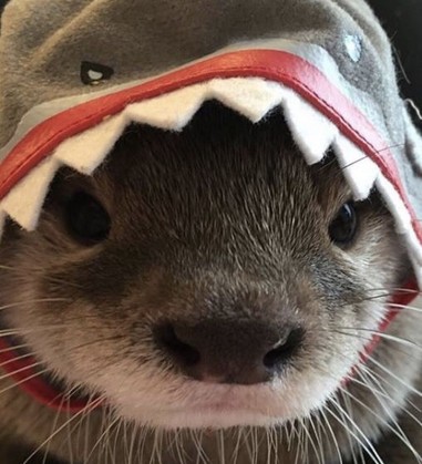 A picture of an otter.