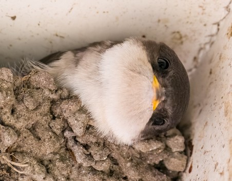 junge Mehlschwalbe guckt aus Nest