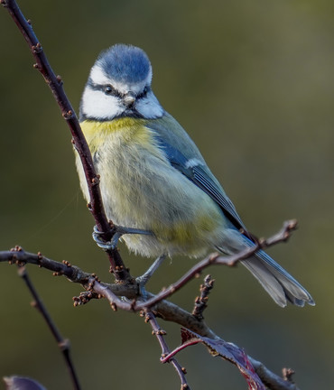 Blaumeise