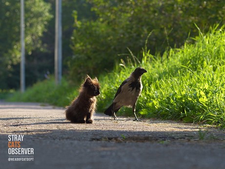 A kitten and a crow stand in the first rays of the morning sun