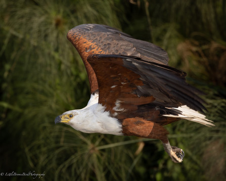 An African Fish Eagle in flight against a background of papyrus