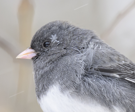 A Dark-eyed Junco wearing a snowflake on his cheek