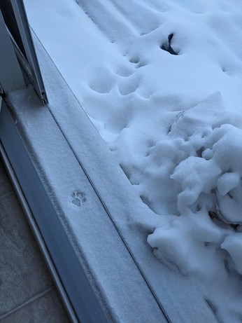 一枚猫爪印在门槛的雪上。朝向室外的雪地方向