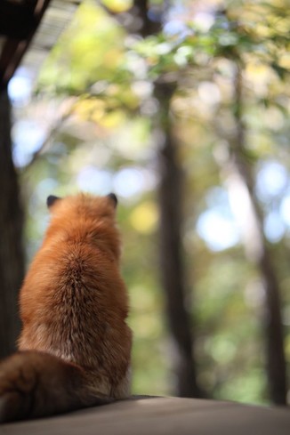 Picture of a Fox