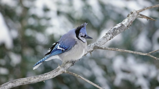 A fluffed-up Blue Jay perches on a branch.
A cold wind blows from behind, ruffling the feathers on his head a little.
Snow-covered branches in the blurred background.