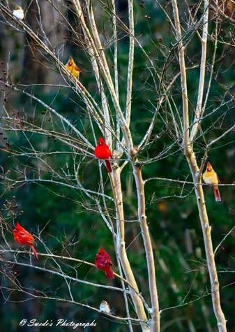 Tree of Colors

The image depicts a tree with seven birds perched on its branches. There are five Northern Cardinals (Cardinalis cardinalis) and two American Goldfinches (Spinus tristis). The tree is bare, with no leaves, and the background is a blurred mix of green and brown, suggesting a natural setting, possibly a forest or a wooded area. The Northern Cardinals are easily identifiable by their bright red plumage and distinctive crests, while the American Goldfinches are smaller with yellowish feathers. The contrast between the vibrant colors of the birds and the bare branches of the tree creates a visually striking scene.