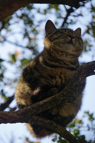 一只胖猫躲在树杈上