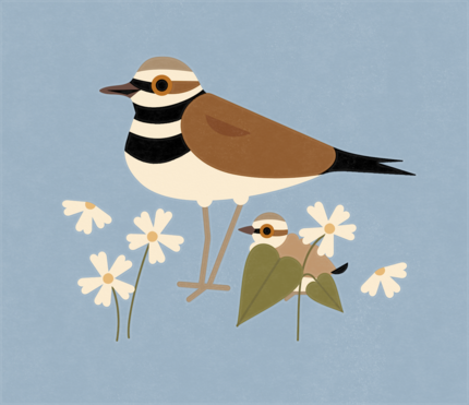 Flat illustration of a Killdeer standing amongst small white flowers. Behind a flower and some leaves is a partially hidden Killdeer chick.