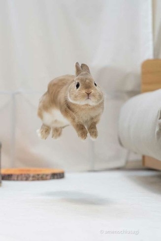 A fluffy rabbit caught in mid-air hop in a bedroom with a white floor and white bed beside it
