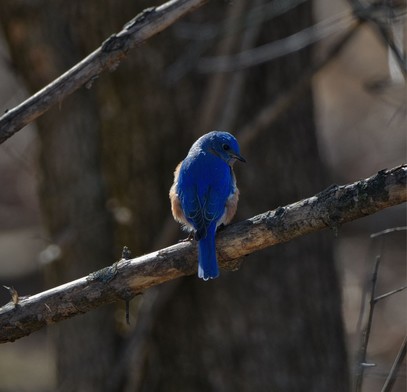 Bird is perched on a angled, medium sized bare branch with its back to the camera with its head turned to the right. Brilliant blue back, tail and head with rusty colored sides. Out of focus large tree trunks can be seen in the background making the color stand out.