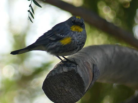 A fat little Butterbutt stares at me intently from a curved pine branch, the morning sun glitters in the tree behind him. He was saying his goodbyes but I didn’t realize it at the time.