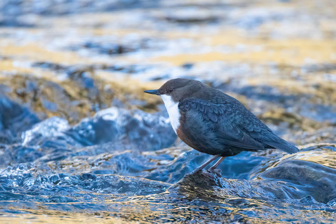 Wasseramsel im Bach. Das Wasser spiegelt blaues und gelbgoldenes Licht wieder.