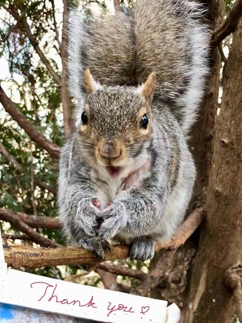 Closeup of a gray squirrel perched inside the evergreen tree with her tarantula-like hands    together in front. She looks like smiling.