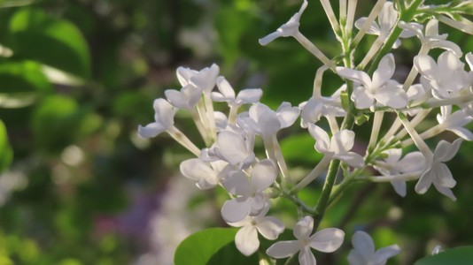 白色丁香花