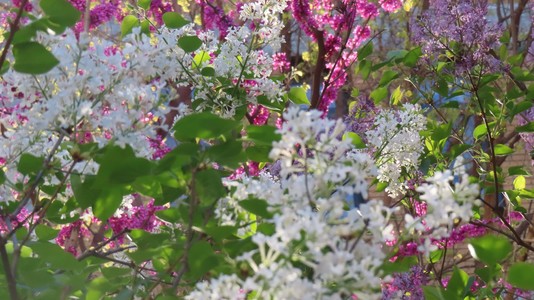 丁香的白花绿叶掩映着背景紫荆的紫红色花，非常明艳