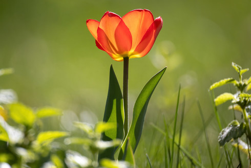 Eine rote Tulpe in hübschem Licht vor grünem Hintergrund