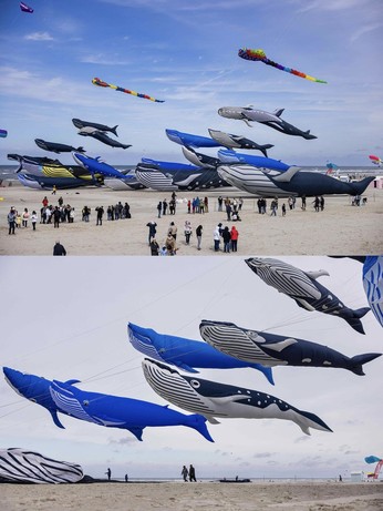A breathtaking display of giant whale-shaped kites soaring above the beach at the 38th International Kite Festival (RICV) in Berck-sur-Mer, northern France, on April 16, 2025. The inflatable kites, resembling blue, black, and striped humpback whales, fill the sky while crowds of spectators admire the spectacle from the sandy shore. The clear spring sky in the top image and overcast tones in the bottom image highlight the contrast between atmosphere and artistry, capturing the playful grandeur of one of the world’s most iconic kite festivals.