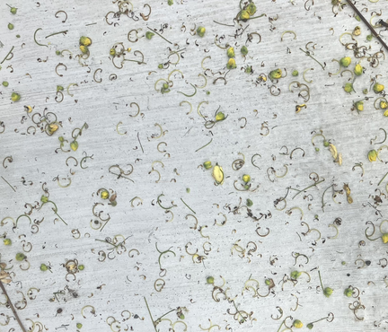 掉在地上已經變得細碎的阿勃勒花的組件形成了特殊的花樣